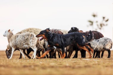 Avustralyalı Kelpie etrafta koşuşturan bir koyun sürüsü var.