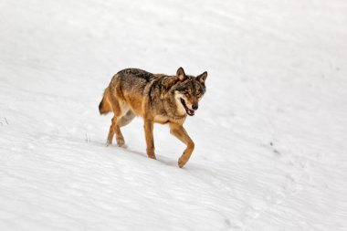 Avrasya kurdu (Canis lupus) aniden karlı bir arazide ortaya çıktı.