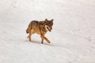 Avrasya kurdu (Canis lupus) yeni yağmış karda koşar