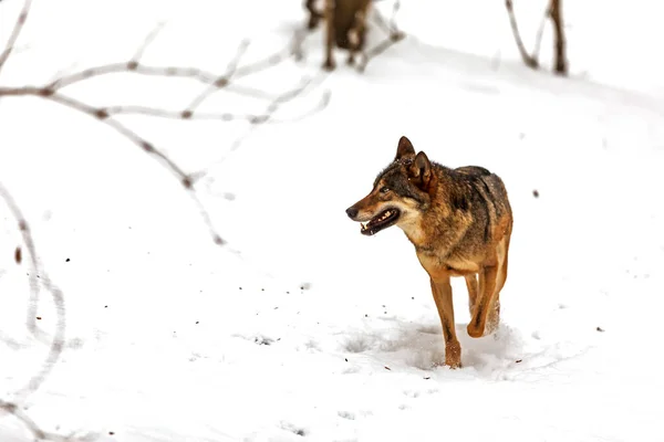 Eurasischer Wolf Canis Lupus Lupus Läuft Schnee — Stockfoto