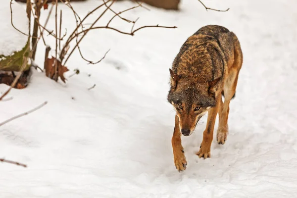 Eurasischer Wolf Canis Lupus Lupus Kommt Mit Gesenktem Kopf Den — Stockfoto