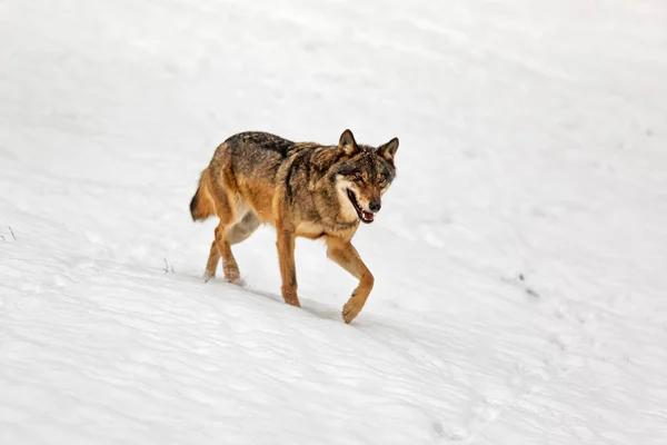 Lobo Euroasiático Canis Lupus Lupus Apareció Repentinamente Paisaje Nevado —  Fotos de Stock