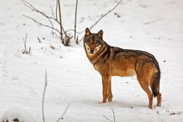 Eurázsiai Farkas Canis Lupus Lupus Gyönyörűen Pózol Havas Táj — Stock Fotó