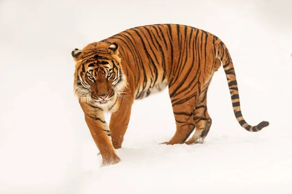 Malaysisk Tiger Panthera Tigris Jacksoni Förvånad Över Snöfallet — Stockfoto