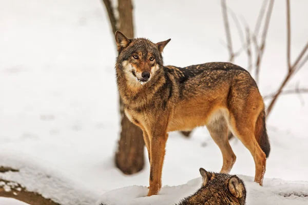 Eurazjatycki Wilk Canis Lupus Lupus Stojący Zimowym Krajobrazie Śniegu — Zdjęcie stockowe
