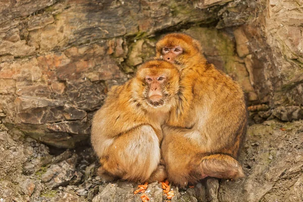 Макаки Macaca Две Обезьяны Согреваются Морозную Погоду — стоковое фото