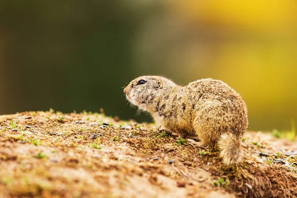 European Ground Squirrel Spermophilus Citellus Close Ups — Stock Photo, Image