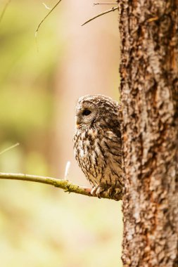 Avrasya kartal baykuşu (Bubo bubo) bir ağacın arkasından dışarı bakar