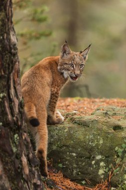 Avrasya vaşağı (Lynx vaşak) büyük bir kayaya tırmanır ve başını çevirir.
