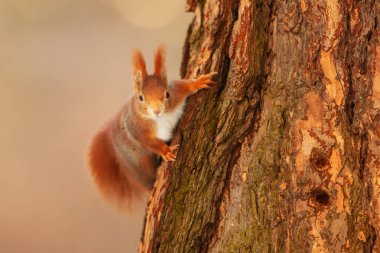 Avrasya kırmızı sincabı (Sciurus vulgaris) ağaçtan bize tuhaf bir şekilde bakıyor.