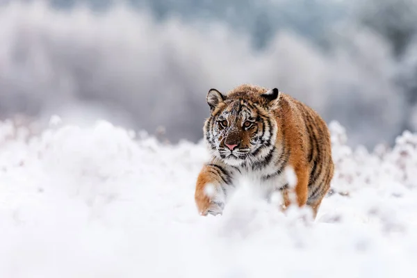 Tigre Siberiano Panthera Tigris Tigris Caminando Través Paisaje Nevado —  Fotos de Stock