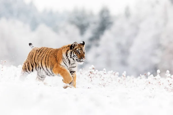 Сибирский Тигр Panthera Tigris Tigris Бежит Снежному Лугу Фоне Белых — стоковое фото