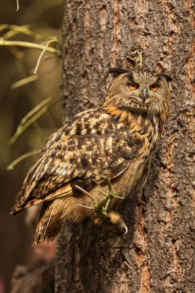 Eurasian Águia Coruja Bubo Bubo Tem Excelente Mimetismo Parece Casca — Fotografia de Stock