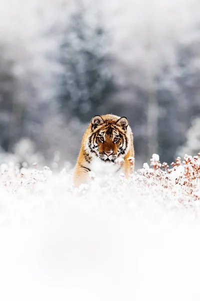 Sibirisk Tiger Panthera Tigris Tigris Krypande Genom Det Snöiga Gräset — Stockfoto