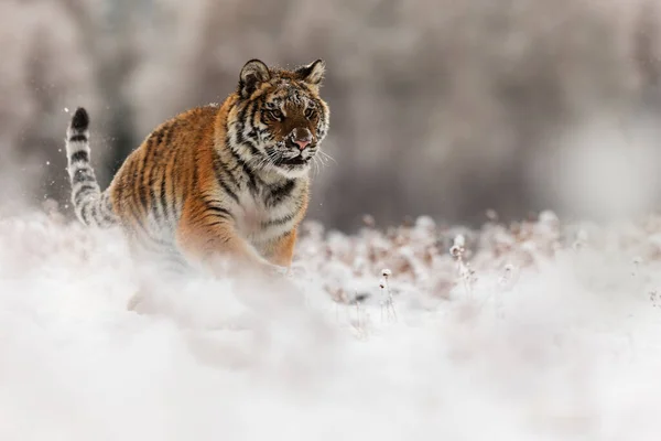 西伯利亚虎 Panthera Tigris Tigris 在针叶林的冬季环境中奔跑 — 图库照片