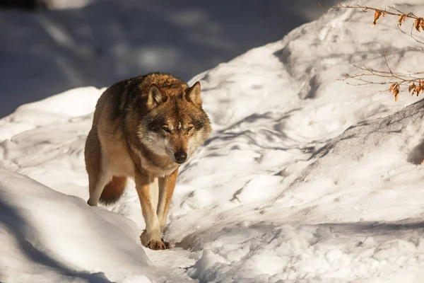 Eurázsiai Farkas Canis Lupus Lupus Néz Valamit Előttünk Havas Erdőben — Stock Fotó