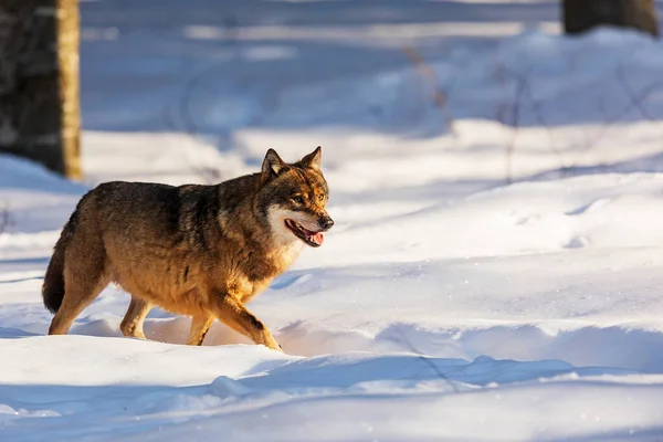 Lobo Euroasiático Canis Lupus Lupus Pasando Por Nieve Profunda —  Fotos de Stock