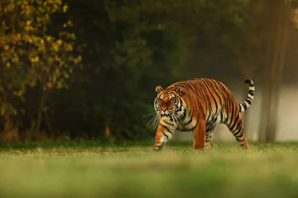 Szibériai Tigris Panthera Tigris Tigris Megy Erdő Szélén — Stock Fotó