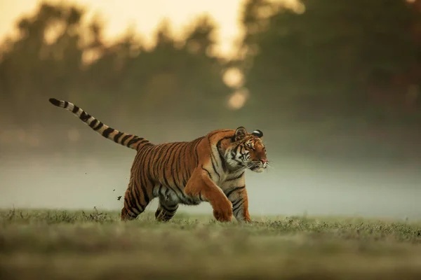 Sibirisk Tiger Panthera Tigris Tigris Löper Genom Det Våta Gräset — Stockfoto