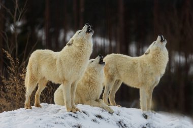 Kutup kurdu (Canis lupus arctos) sürü birlikte uluyor