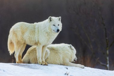 Erkek kutup kurdu (Canis lupus arktos) ince bir kar yağışında bekleyen iki erkek.