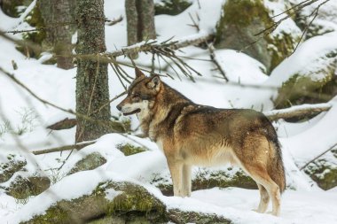Avrasya kurdu (Canis lupus lupus) sürünün geri kalanını bekliyor