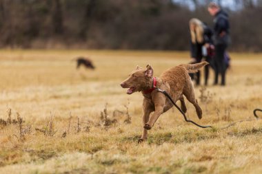 Chesapeake Bay Retriever kaçıyor ve tasması kopmuş gibi görünüyor.