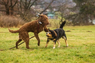 Chesapeake Bay Retriever diğer melez köpeklerin etrafında zıplıyor.