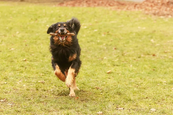 Hovawart Anjing Emas Dan Hitam Bercanda Membawa Tongkat Dalam Mulut — Stok Foto