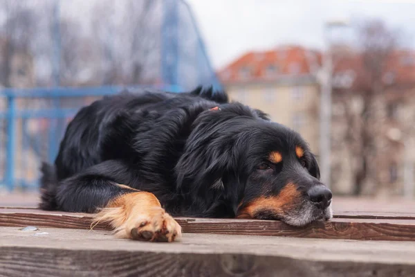 犬は町の古い板の歩道に横たわって金と黒をホバート — ストック写真