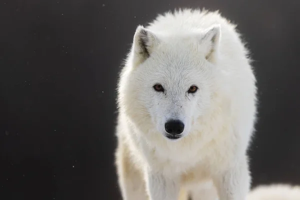 Lobo Ártico Canis Lupus Arctos Retrato Solitário — Fotografia de Stock