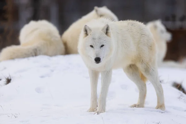 Lobo Ártico Canis Lupus Arctos Algo Chamou Sua Atenção — Fotografia de Stock