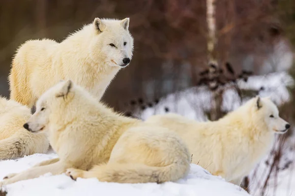 北極オオカミ Canis Lupus Arctos の群れが一緒に雪の中で休んでいます — ストック写真