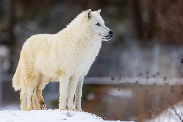 Macho Lobo Ártico Canis Lupus Arctos Dos Machos Parados Uno —  Fotos de Stock