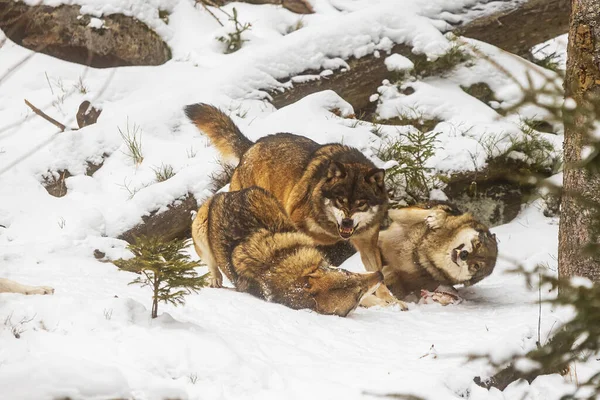 Samiec Eurazjatycki Wilk Canis Lupus Dominujący Samiec Stada Karze Drugiego — Zdjęcie stockowe