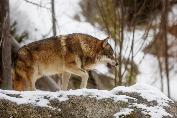 Lobo Euroasiático Canis Lupus Lupus Escabulléndose Preparándose Para Perseguir Presas —  Fotos de Stock