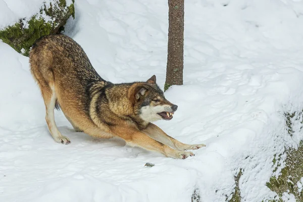 Eurazjatycki Wilk Canis Lupus Toczeń Rozciągający Się Obnażający Zęby — Zdjęcie stockowe
