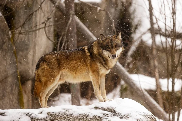 Євразійський Вовк Canis Lupus Lupus Стоїть Скелях Снігом Прекрасно Падав — стокове фото