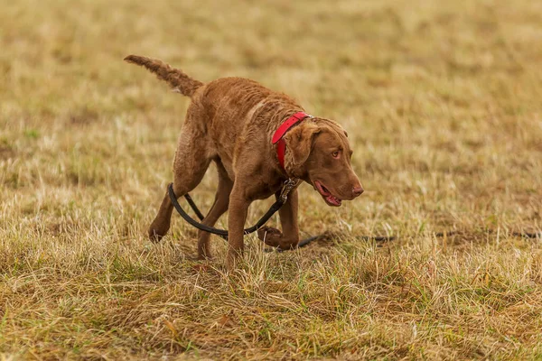 Chesapeake Bay Retriever Szczęśliwie Radośnie Biega Łące — Zdjęcie stockowe