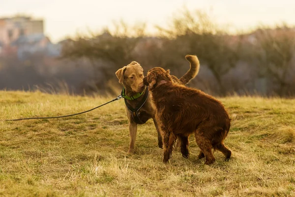 Dos Perros Están Olfateando Otro Perro Sumiso —  Fotos de Stock