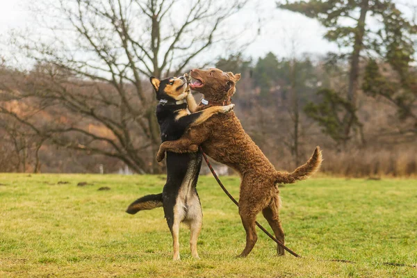 Chesapeake Bay Retriever Arka Ayakları Üzerinde Duruyor Diğer Köpeğe Sarılıyor — Stok fotoğraf