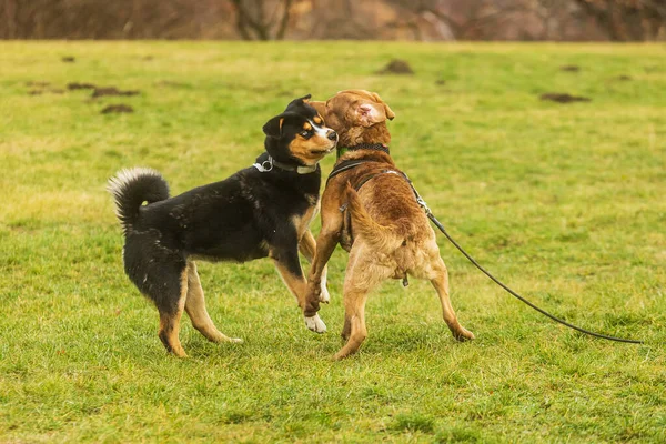 Chesapeake Bay Retriever Leker Med Den Andra Hunden — Stockfoto