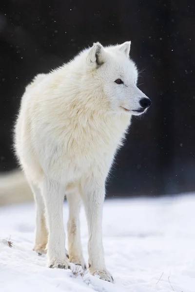 Arctic Wolf Canis Lupus Arctos Royalty Free Stock Photos