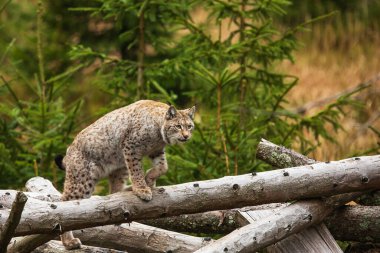 Avrasya vaşağı (Lynx vaşak) büyük bir kütüğe tırmandı