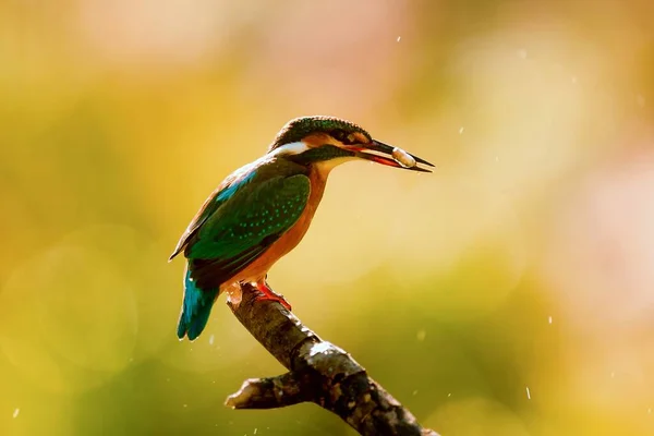 Eurasian Kingfisher Alcedo Atthis Tem Peixe Capturado Seu Bico — Fotografia de Stock