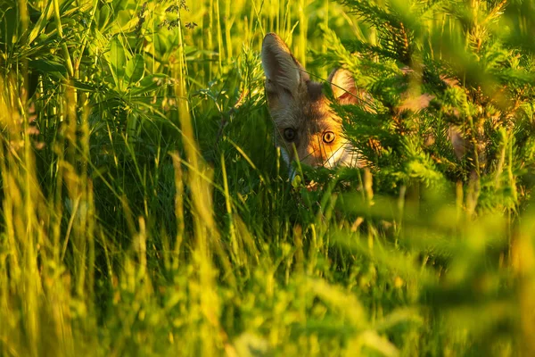 Cube Red Fox Vulpes Vulpes Only Eyes Visible Undergrowth — Stock Photo, Image