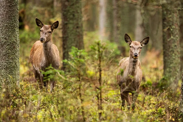 Czerwonego Jelenia Cervus Elaphus Dwie Krowy Ciekawie Podglądają Się Dzieje — Zdjęcie stockowe