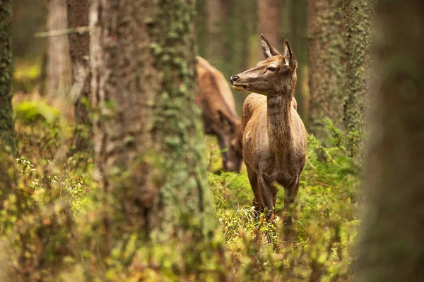 Jelen Červený Cervus Elaphus Dva Doe Portrét Lese — Stock fotografie