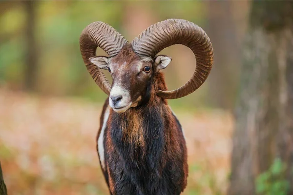 Avrupa muflonu (Ovis aries musimon) yakın plan portresinin büyük boynuzları vardır