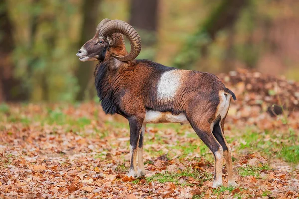 Avrupa Mouflon Ovis Aries Musimon — Stok fotoğraf
